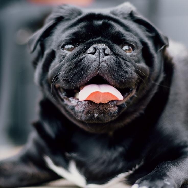 Portrait of Avery Stone, community mentor and Italian cuisine specialist